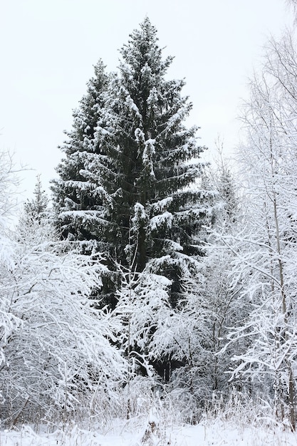 Neve invernale su abete