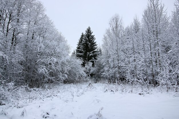 Neve invernale su abete