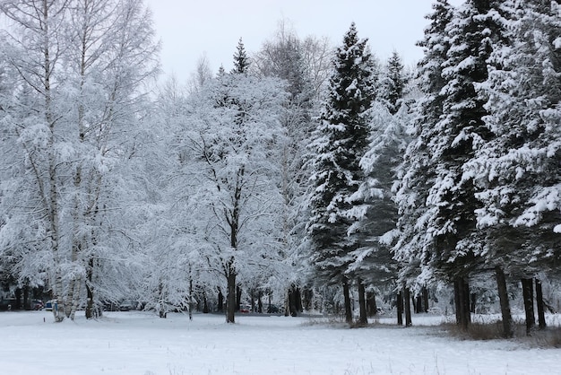 Neve invernale su abete