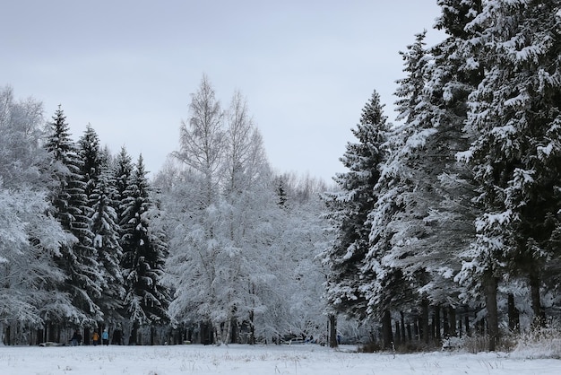 Neve invernale su abete