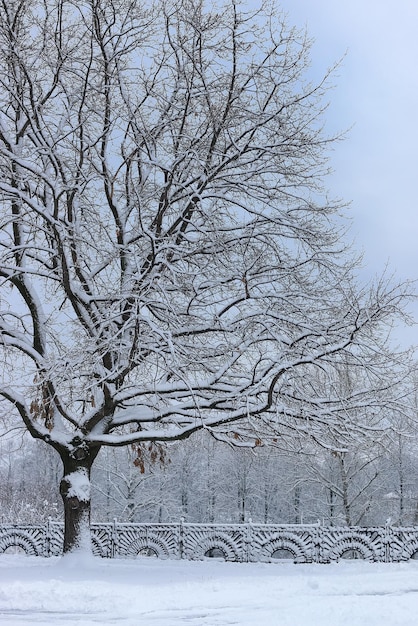 Neve invernale su albero solitario PARK