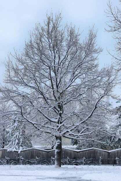 Neve invernale su albero solitario PARK