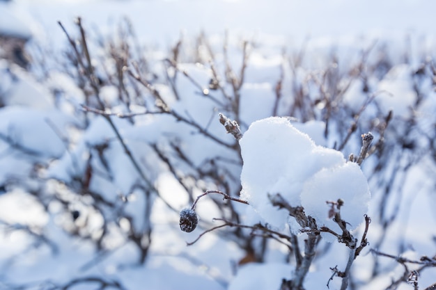 Neve invernale sui rami di un albero