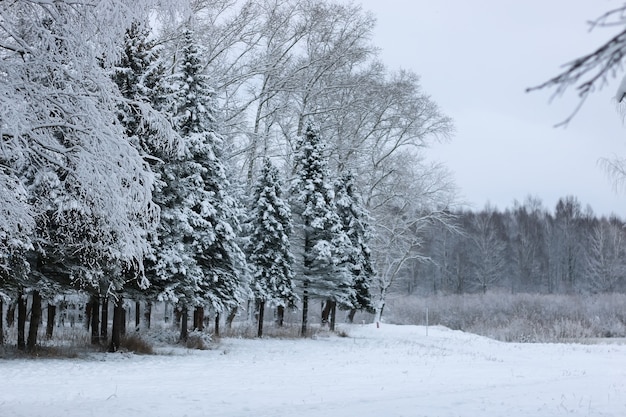 Neve invernale sul ramo di abete