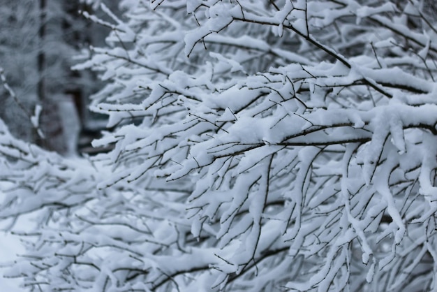 Neve invernale sul ramo di un albero