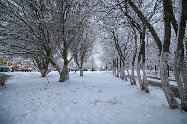 Neve invernale sull'albero PARK