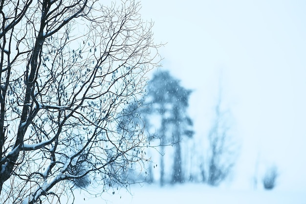 neve nebbia paesaggio nevicata/paesaggio invernale freddo clima stagionale, natura in forma invernale, nebbiosa all'esterno