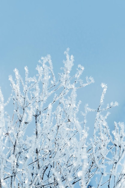 Neve scintillante sui rami dell'albero gelo sulla pianta nella soleggiata giornata invernale Sfondo naturale