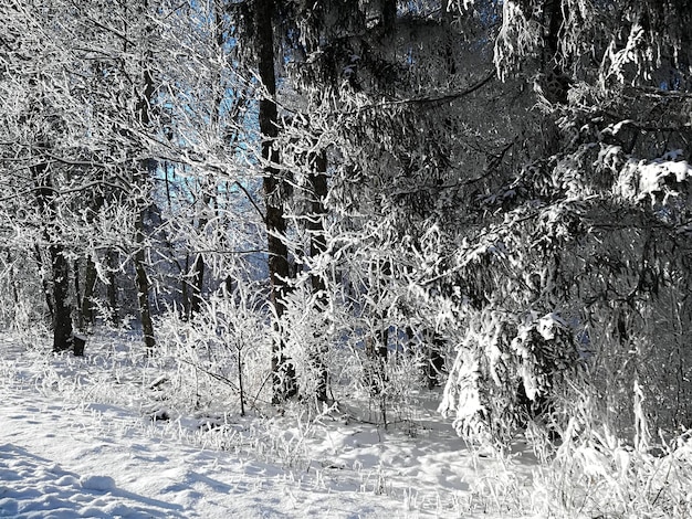 Neve spessa sui rami degli arbusti e degli alberi della foresta. Luminosa giornata di sole in inverno.