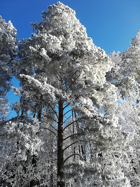 Neve spessa sui rami di un grande albero nella foresta. Luminosa giornata di sole in inverno.