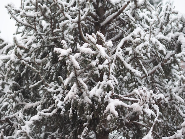 Neve su un albero