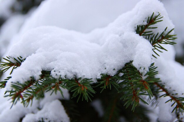 Neve su un ramo di abete.