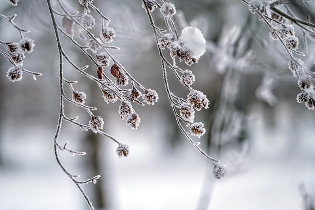 Neve sui rami degli alberi Gelo sui rami degli alberi Primo piano del tempo della natura Priorità bassa di inverno