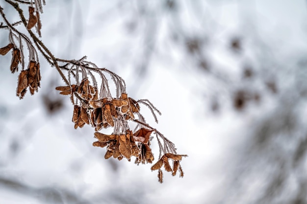Neve sui rami degli alberi Gelo sui rami degli alberi Primo piano del tempo della natura Priorità bassa di inverno