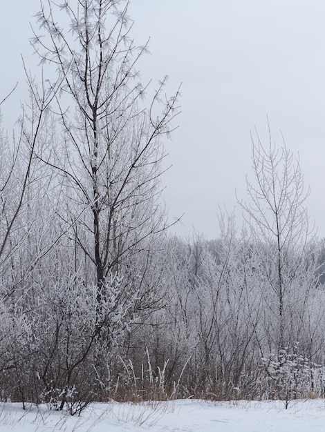 neve sui rami degli alberi