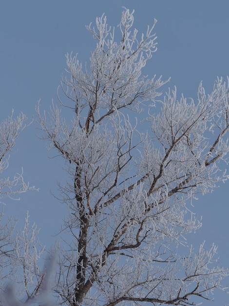 neve sui rami degli alberi