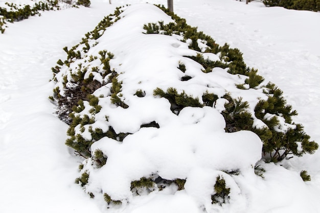 neve sul piccolo albero di pino