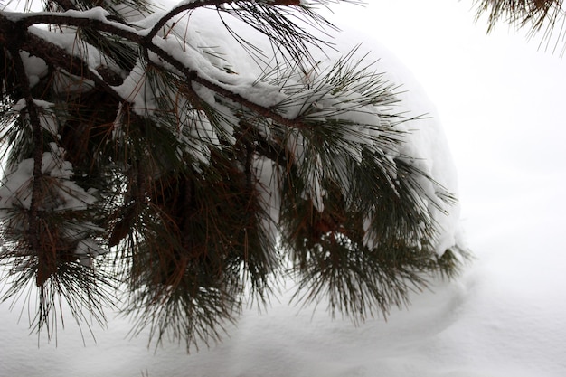 Neve sul pino Inverno sfondo astratto