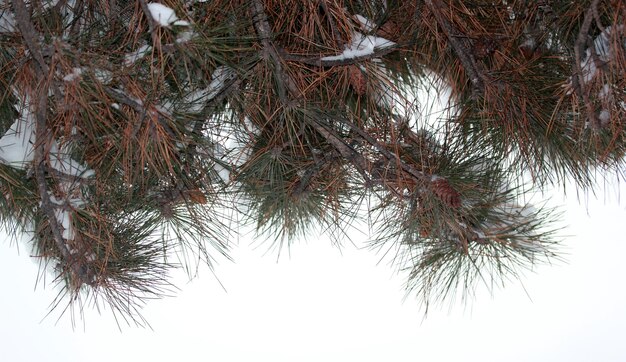 Neve sul pino Inverno sfondo astratto