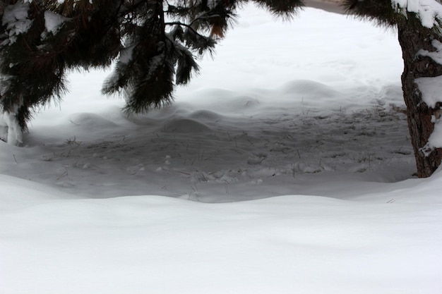 Neve sul pino Inverno sfondo astratto