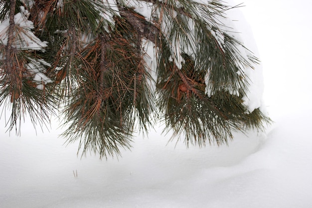 Neve sul pino Inverno sfondo astratto