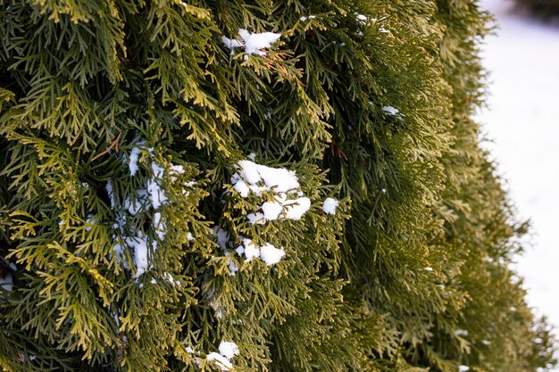 Neve sul primo piano lussureggiante dei rami di thuja