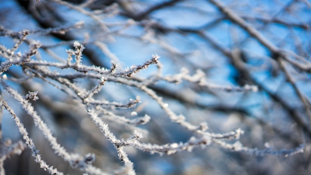 Neve sul ramo di un albero