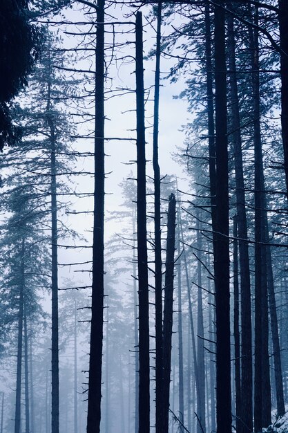 neve sulla montagna nella stagione invernale