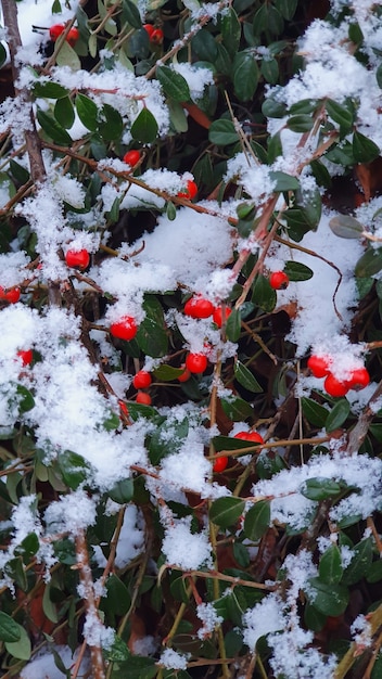 Neve sulle bacche rosse dell'agrifoglio e sulle foglie verdi in inverno.