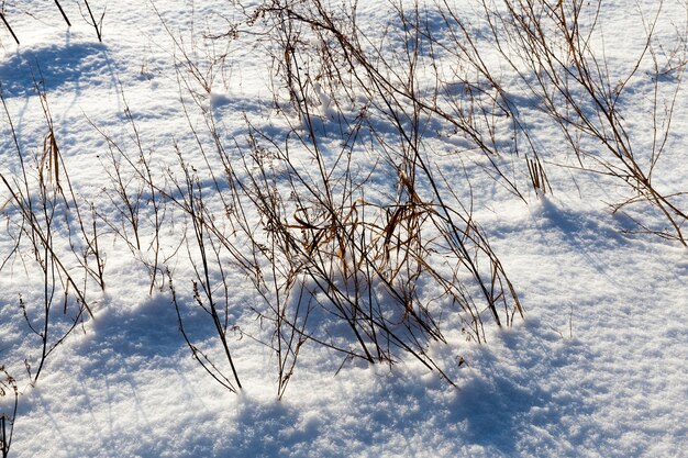 Nevicate in inverno e neve bianca soffice e fredda ed erba