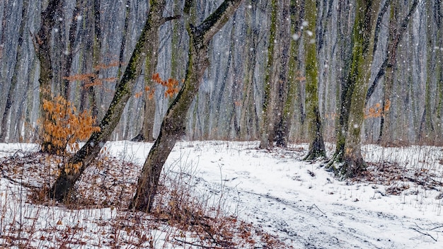 Nevicate nella foresta invernale. Strada nella foresta innevata d'inverno