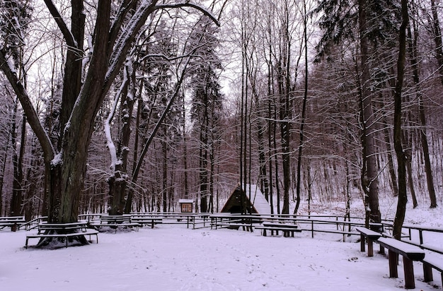 Nevicate nella foresta magica foresta innevata in inverno