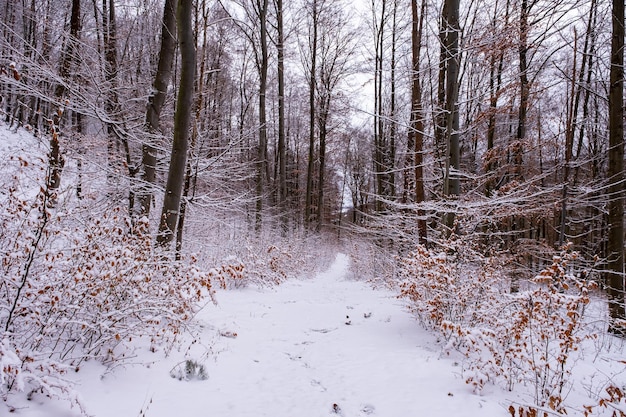 Nevicate nella foresta magica foresta innevata in inverno