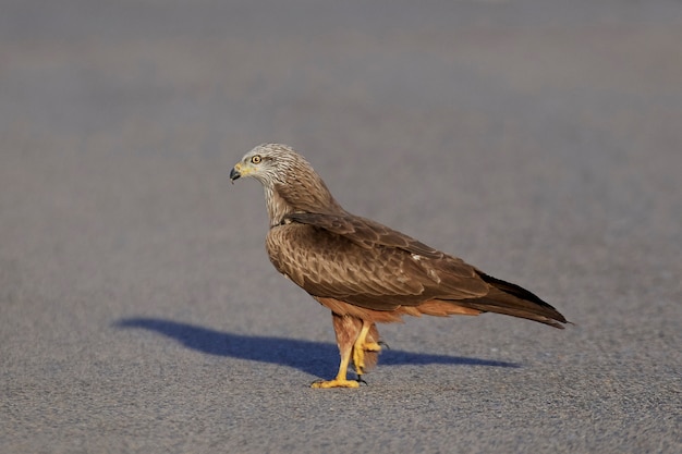 Nibbio bruno (Milvus migrans)