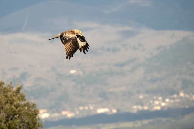 Nibbio reale che vola in una zona montuosa mediterranea del suo territorio con le prime luci