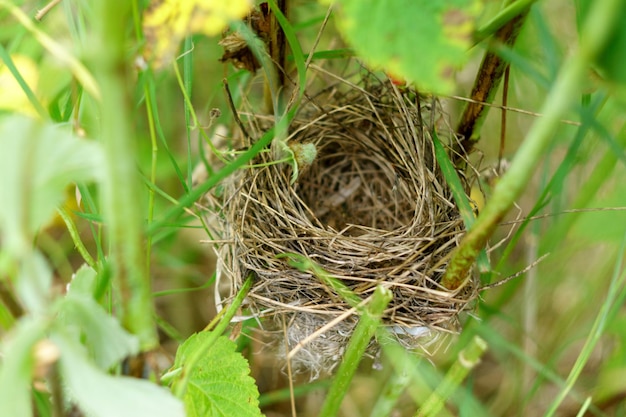 Nidi di uccelli sul ramo Nidi di vecchi uccelli costruiti con rottami di erba e ramoscelli Focalizzazione selettiva