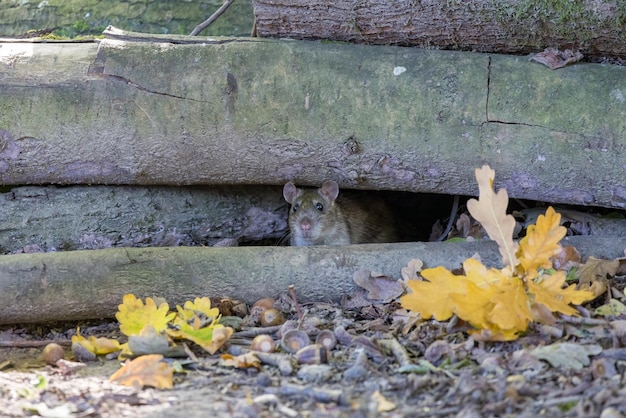 Nidificazione del ratto marrone in alcuni vecchi ceppi