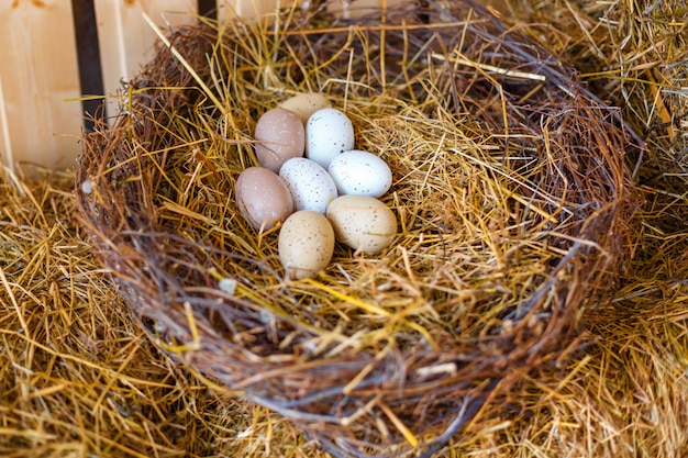 Nido con uova di gallina