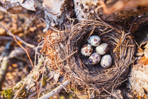 Nido con uova di uccelli nella foresta di primavera