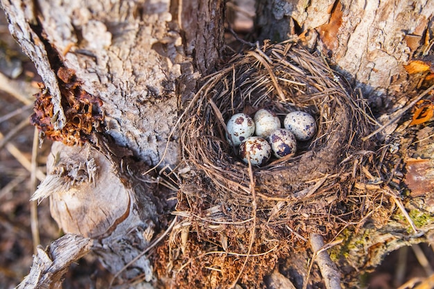 Nido con uova di uccelli nella foresta di primavera