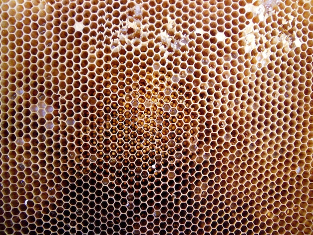 Nido d'ape della cera di struttura di esagono del fondo da un alveare dell'ape