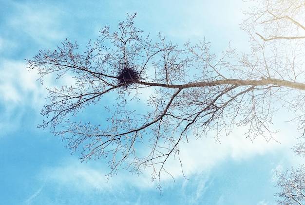 Nido d'uccello contro il cielo sull'albero spoglio