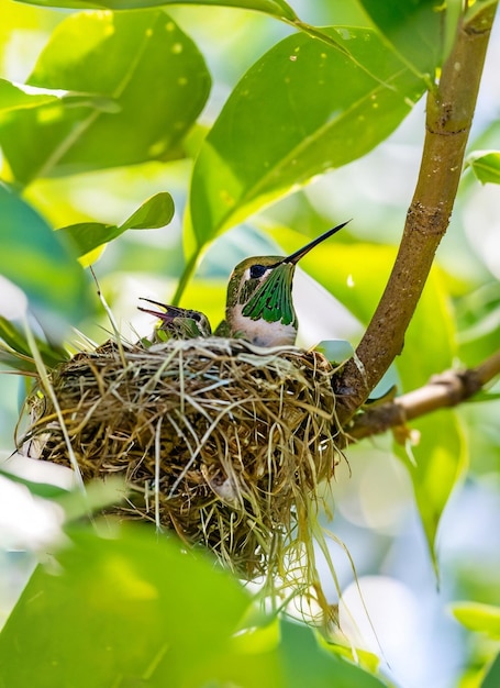 Nido d'uccello sull'albero Colibrì baby bird ai generato