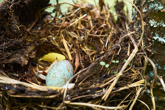 Nido dell'uccello della foresta con l'uovo all'interno su un albero.