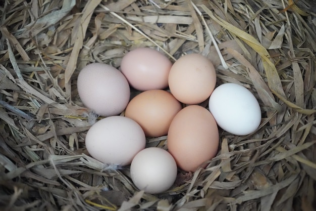 Nido di galline pieno di uova appena deposte