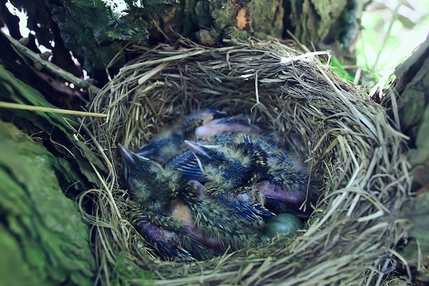 nido di merlo con piccoli pulcini, foresta primaverile della natura