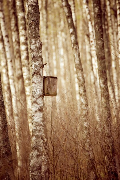 Nido di nidificazione nella foresta