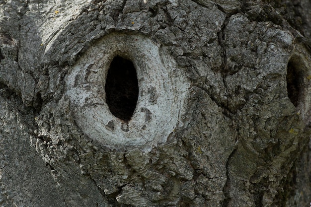 Nido di picchio legnoso su un albero