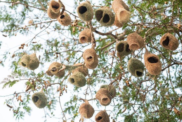 Nido di uccelli a casa per animalxA