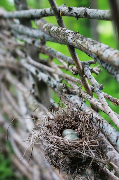 Nido di uccelli in natura